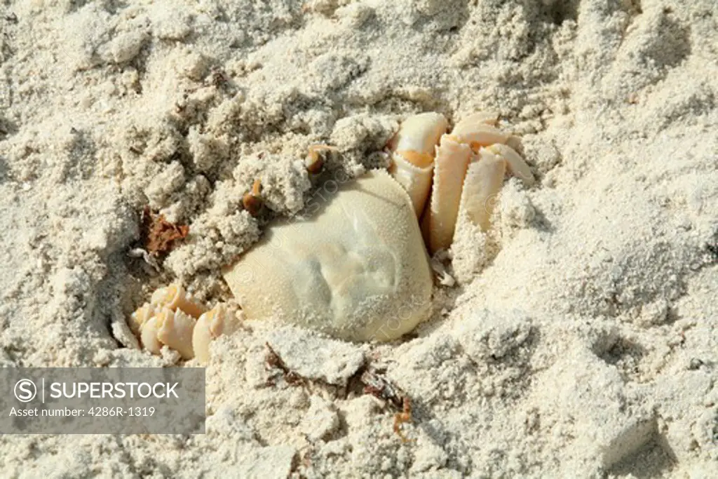 A Ghost Crab (Ocypode saratan) concealing itself from predators on a beach in north-east Qatar, Arabia. Its extraordinary eyes, with 360 vision, rise like periscopes from the sand.