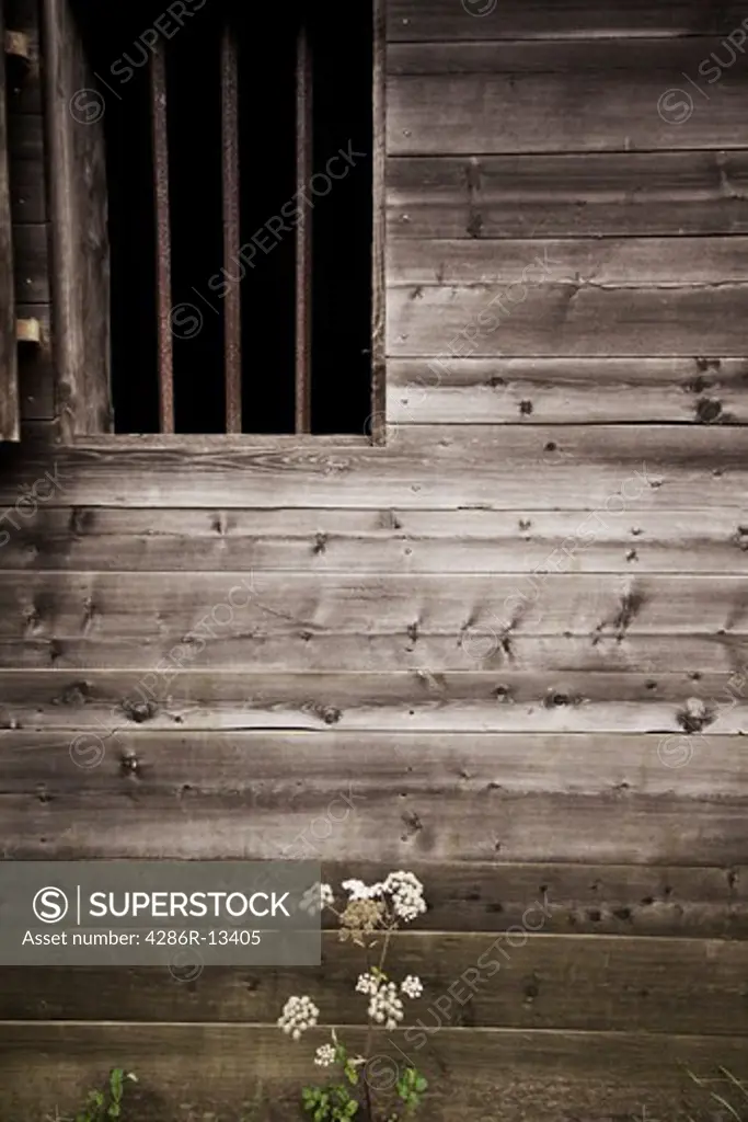 Abstract artistic view, grey clapboard walls with barred window and single wildflower, Fortress of Louisbourg National Historic Site, Cape Breton, Nova Scotia, Canada