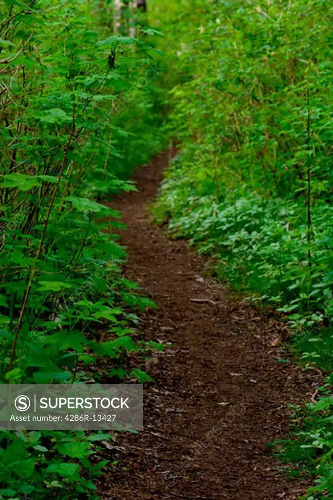 Small forest trail leading through the undergrowth, Port Coquitlam, BC, Canada