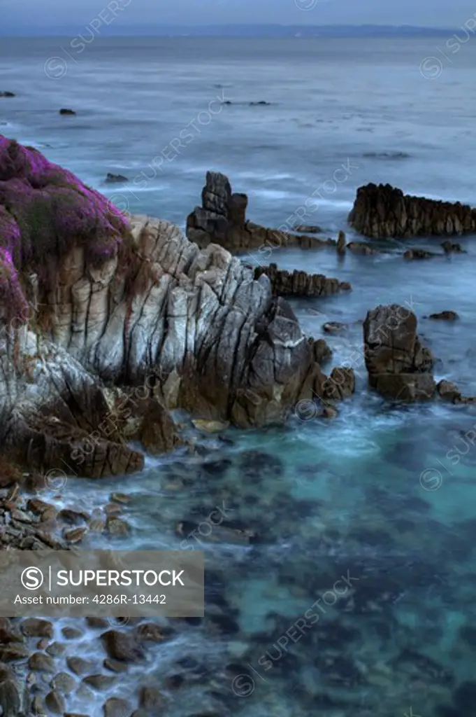Shoreline blanketed with pink flowers around Pacific Grove at dusk, Monterey Bay at sunset, Central California, USA