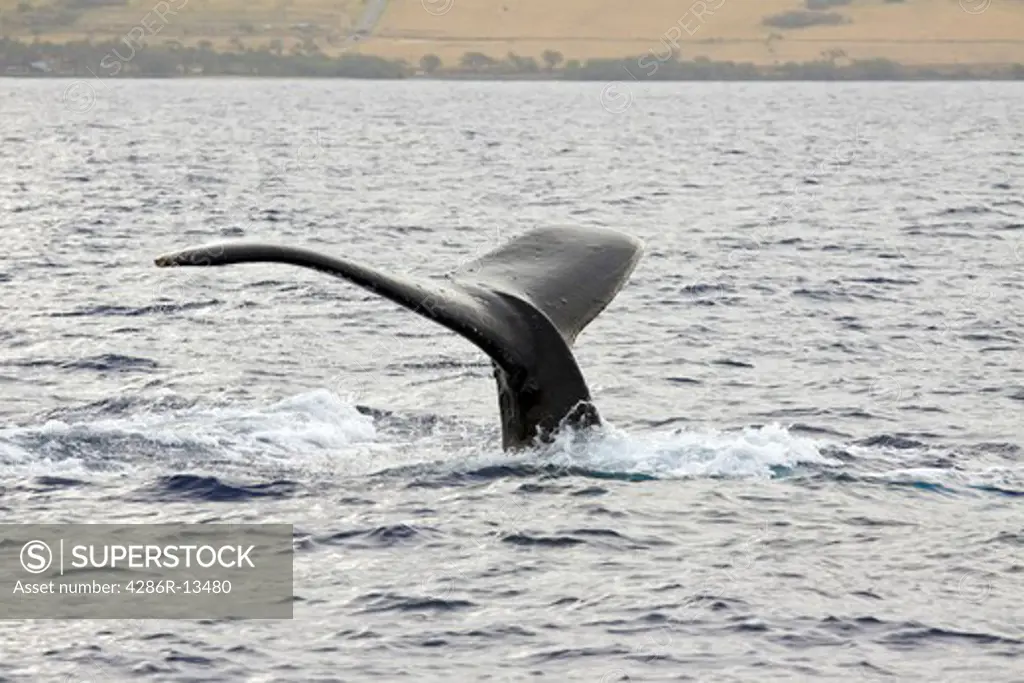 Tail flukes of Humpback Whale off the west coast of Maui, Hawaii