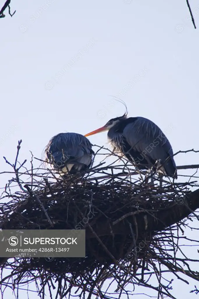 Two Great Blue Herons share a nest, Stanley Park, Vancouver, BC, Canada