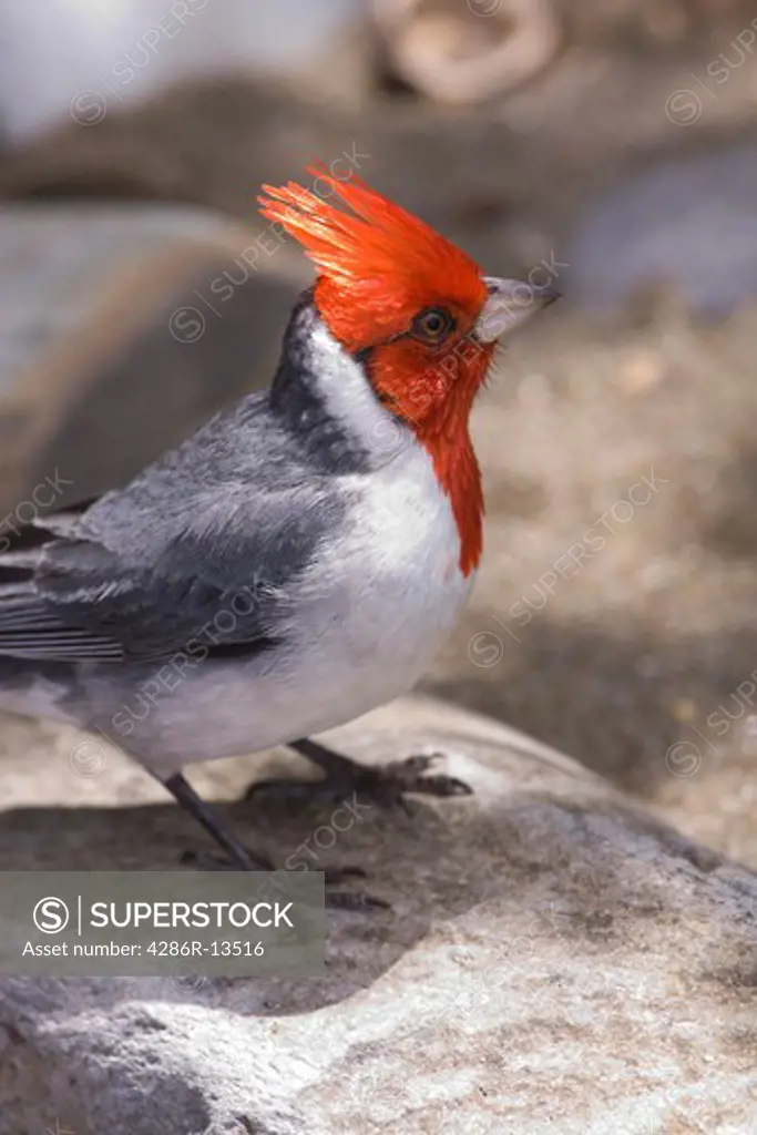 Red-Crested Cardinal, or Brazilian Cardinal, now common in Hawaiian Islands