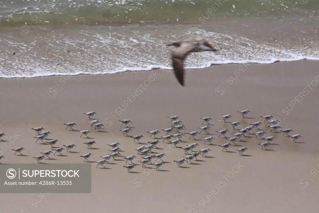 Flock of Sanderlings all marching in unison, as seagull passes overhead, Monterey Bay, Central California, USA
