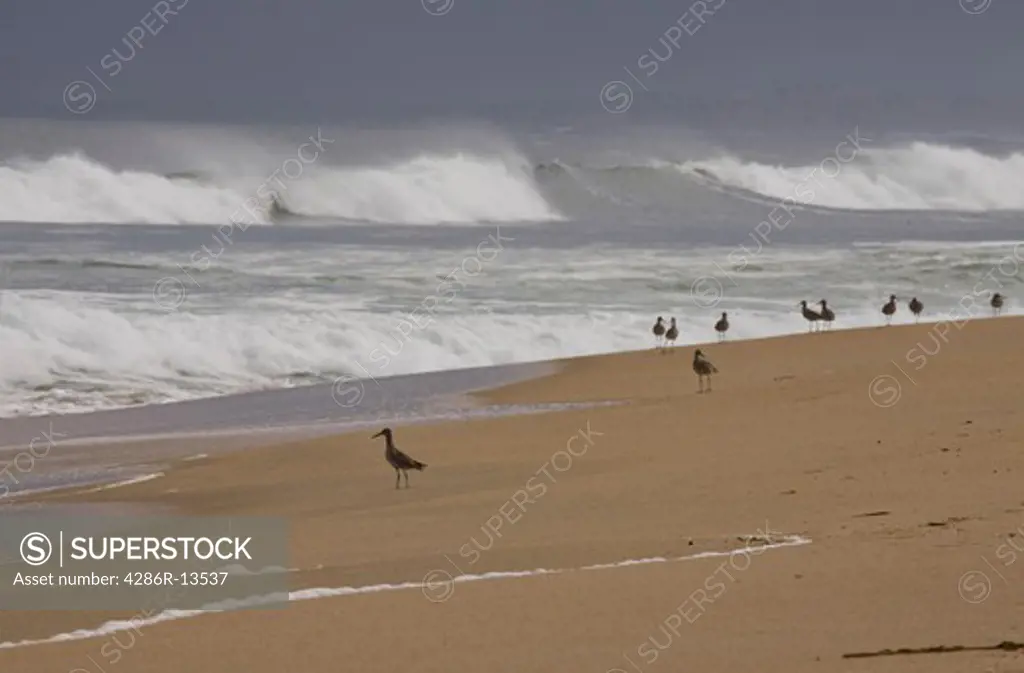 Shore birds, possibly Dowitchers, walk along the surf of Monterey Bay, Central California, USA