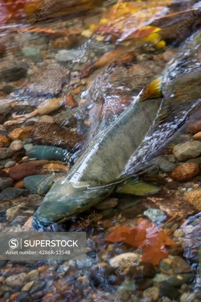 Chum Salmon spawning in shallow water, Hyde Creek Nature Area, Port Coquitlam, BC, Canada