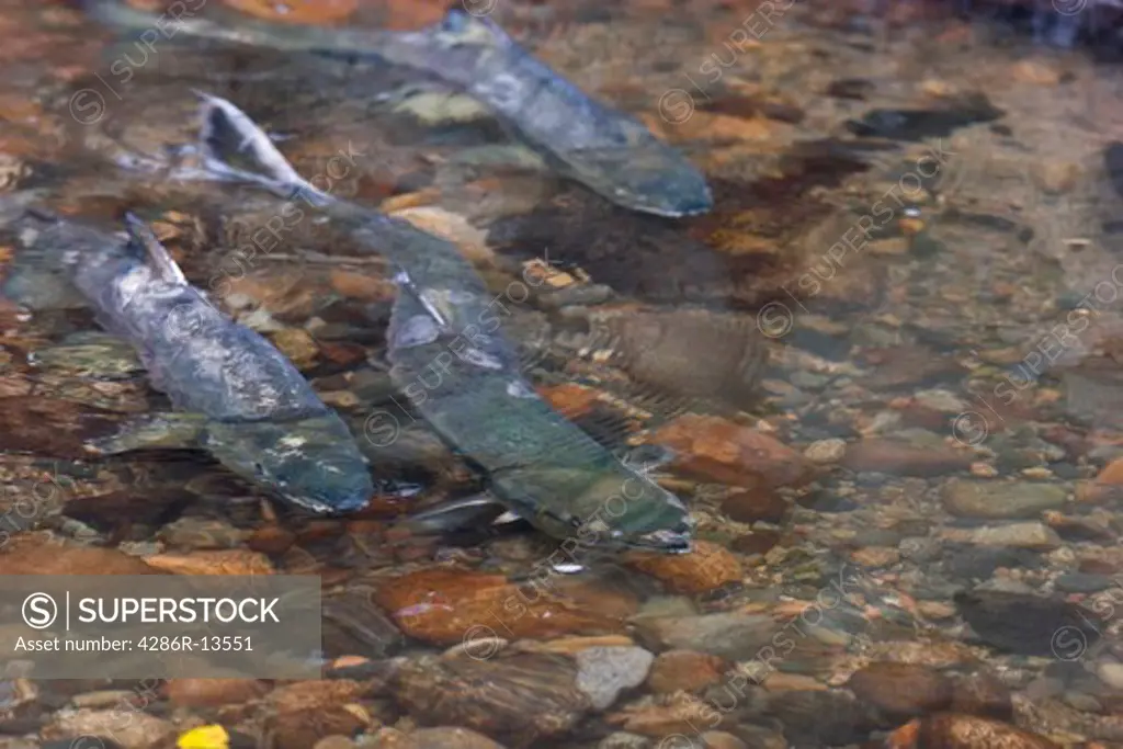 Chum Salmon spawning in clear stream, Hyde Creek Nature Area, Port Coquitlam, BC, Canada