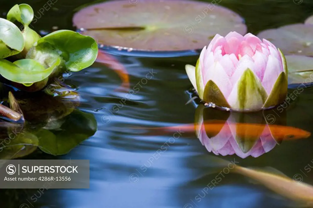 Orange and white goldfish in garden pond with blooming pink water lilly and water hyacinths.
