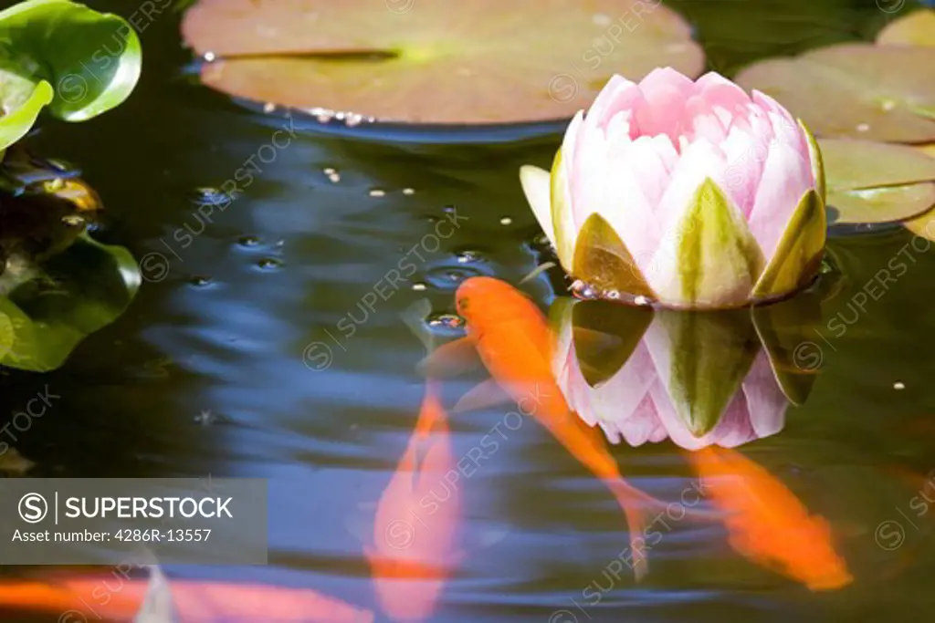 Several goldfish in garden pond with blooming pink water lilly reflected in water