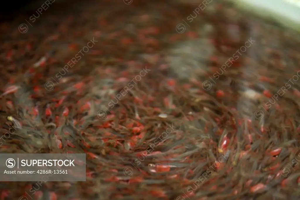 Salmon hatchlings or fry start to emerge from their eggs. The water is  swirling to maintain adequate oxygenation. - SuperStock