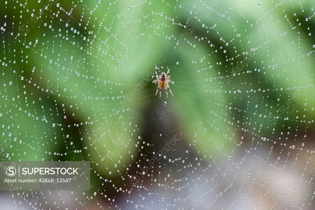 Spider in web coated with tiny raindrops
