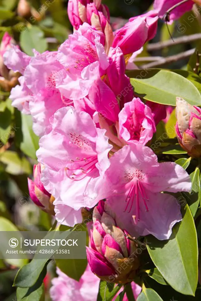 Closeup of pink Rhododendron flowers
