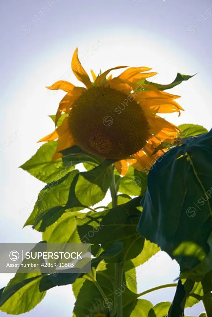 Backlit sunflower obscures the sun at a suburban Community Garden