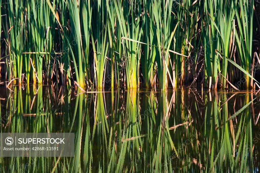 Bullrushes or Cattails reflection at a pond, Port Coquitlam, BC, Canada