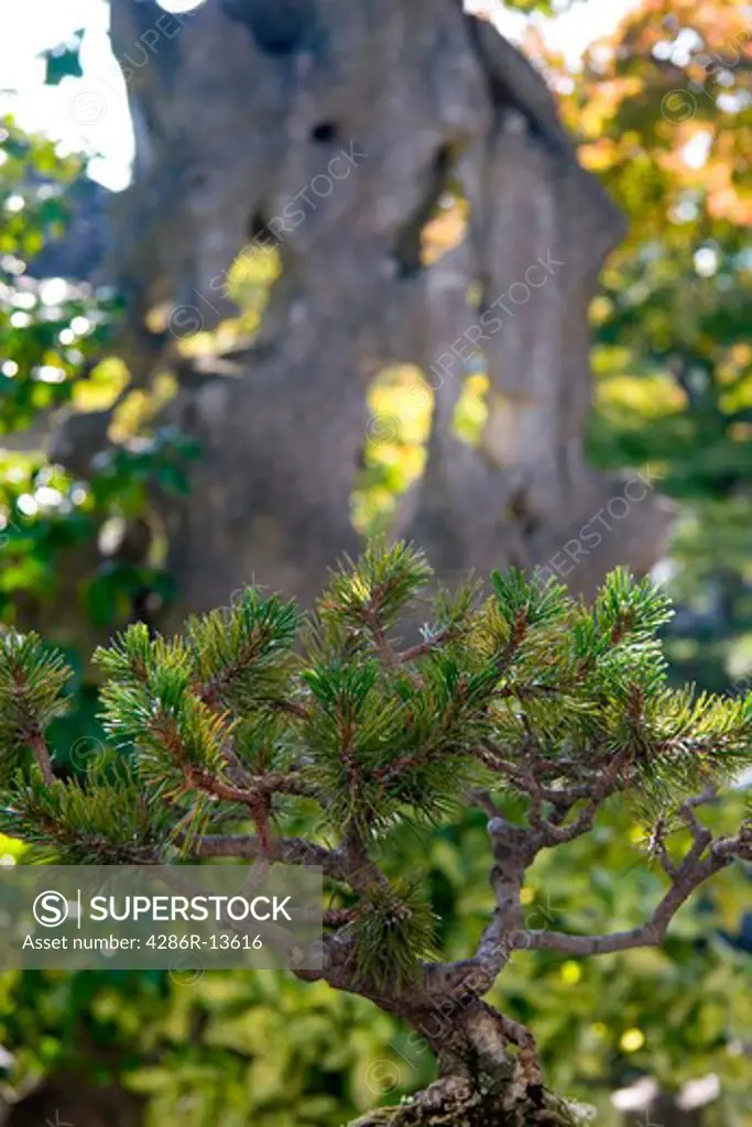 Bonsai Pine tree with karst stone behind. Dr. Sun Yat-Sen Gardens, Vancouver Chinatown