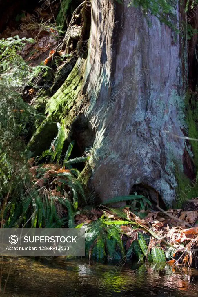 Moss and ferns along stream. Stanley Park, Vancouver BC, Canada