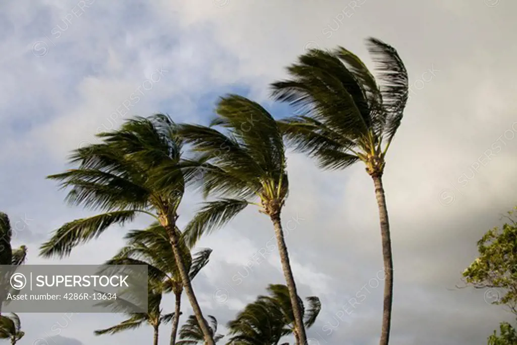 Coconut palms twist in the breeeze on the windy south coast of Maui, Hawaii