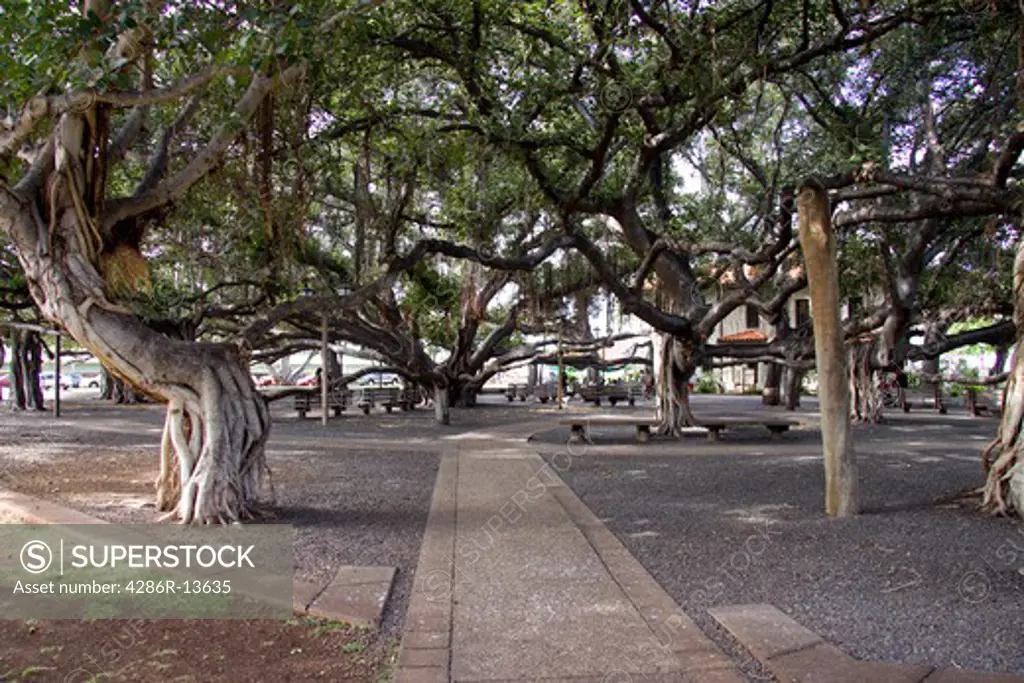 Fantastic Banyan Tree in Lahaina town center, Maui, Hawaii. A single tree covers over one city block.