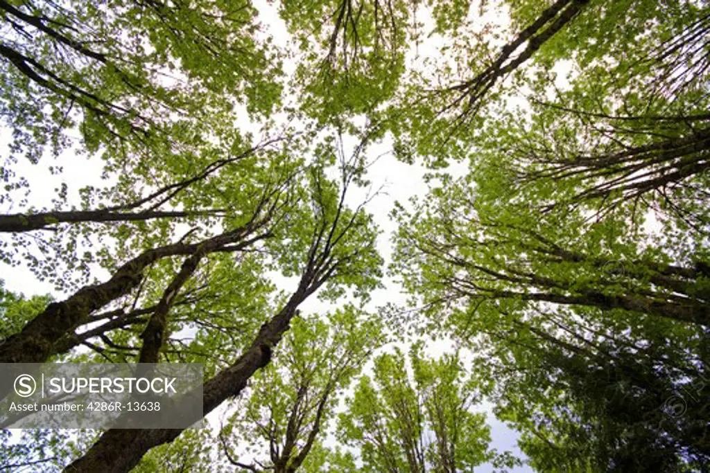View from the forest floor looking up at tall Maple Trees. Mission, BC, Canada