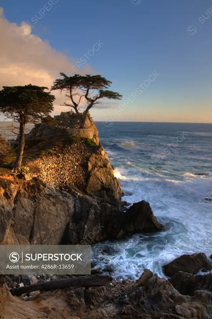 The famous Lone Cypress along the 17 mile drive at sunset, Monterey Bay, Central California, USA