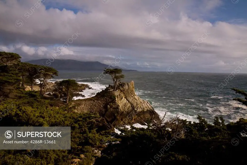 The famous Lone Cypress along the 17 mile drive, Monterey Bay, Central California, USA