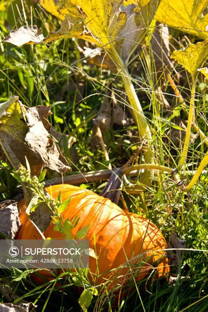 Organically grown pumpkin at suburban Community Garden, Colony Farm Regional Park, Port Coquitlam, BC, Canada