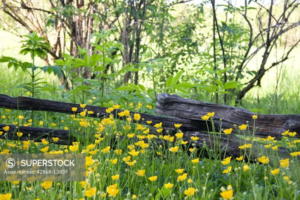 Yellow wildflowers in front of rustic split log fence, Colony Farm, Port Coquitlam, BC, Canada