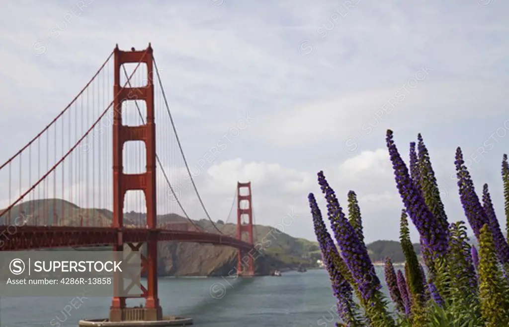 View of Golden Gate Bridge and large purple flowers from viewpoint, San Francisco Bay, California, USA