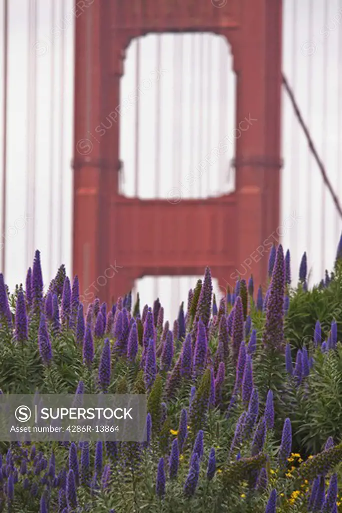 View of Golden Gate Bridge behind purple flowers from viewpoint, San Francisco Bay, California, USA
