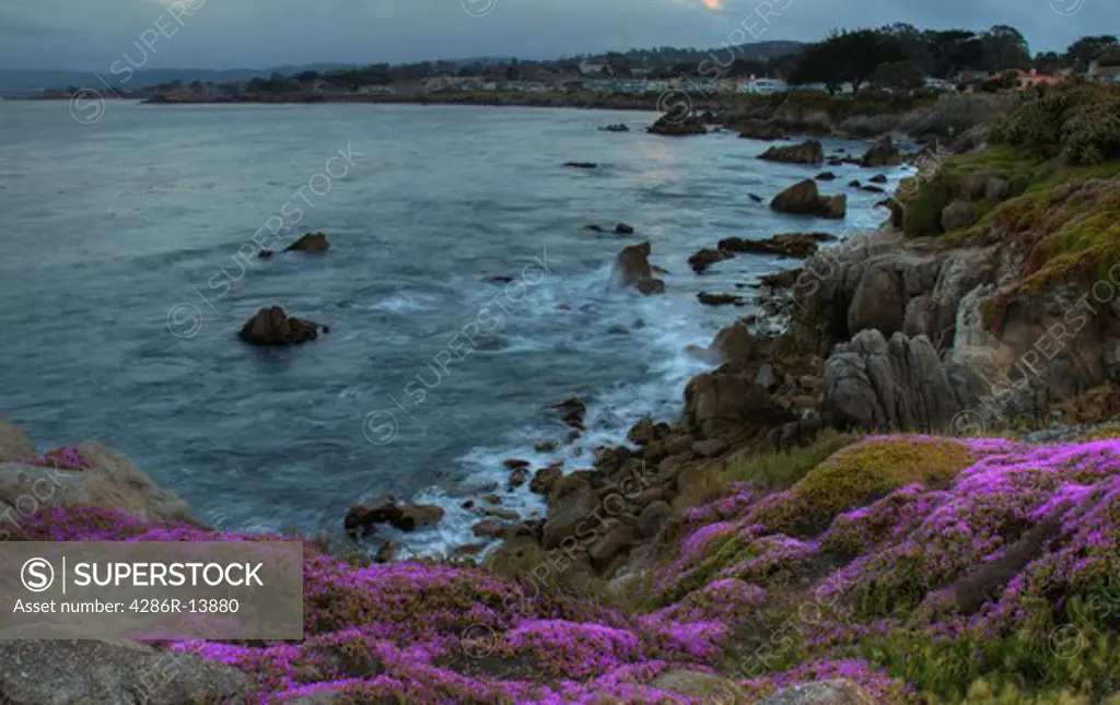 Pacific Grove and Monterey Bay at sunset with pink ice plants in bloom. Central California, USA