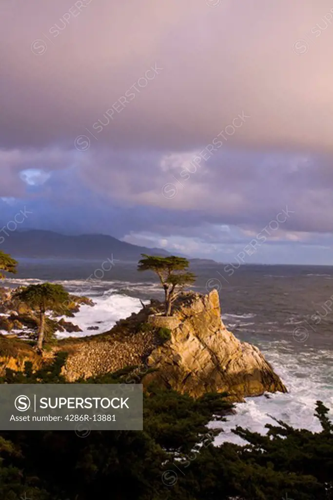 Warm light of sunset at the famous Lone Cypress along the 17 mile drive, Monterey Bay, Central California, USA