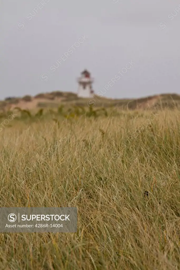 Tall grass with Lighthouse in background, Prince Edward Island National Park, on the north shore of Prince Edward Island, Canada