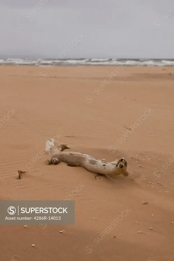 Single piece of driftwood in the drifting sand, Prince Edward Island National Park, on the north shore of Prince Edward Island, Canada