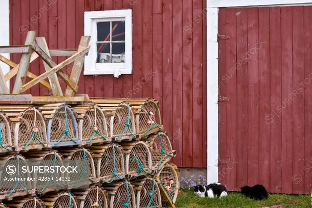 Lobster traps and two cats in front of shed, North Rustico Harbour on the north shore of Prince Edward Island, Canada