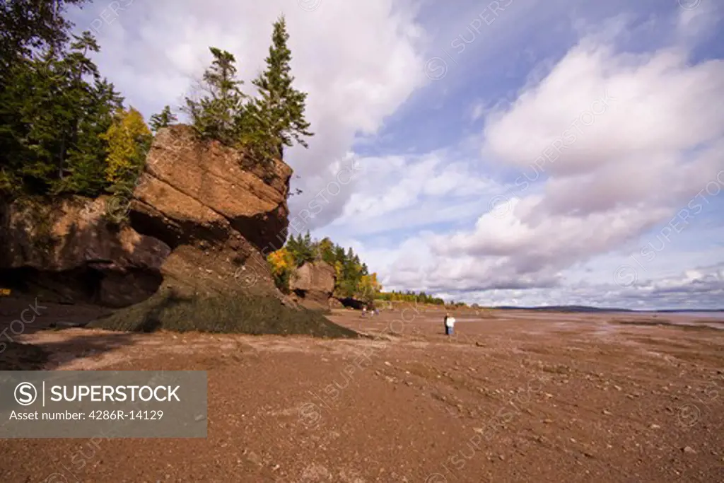 Flower Pot Rocks and beach at low tide, Hopewell Rocks, Bay of Fundy, New Brunswick, Canada
