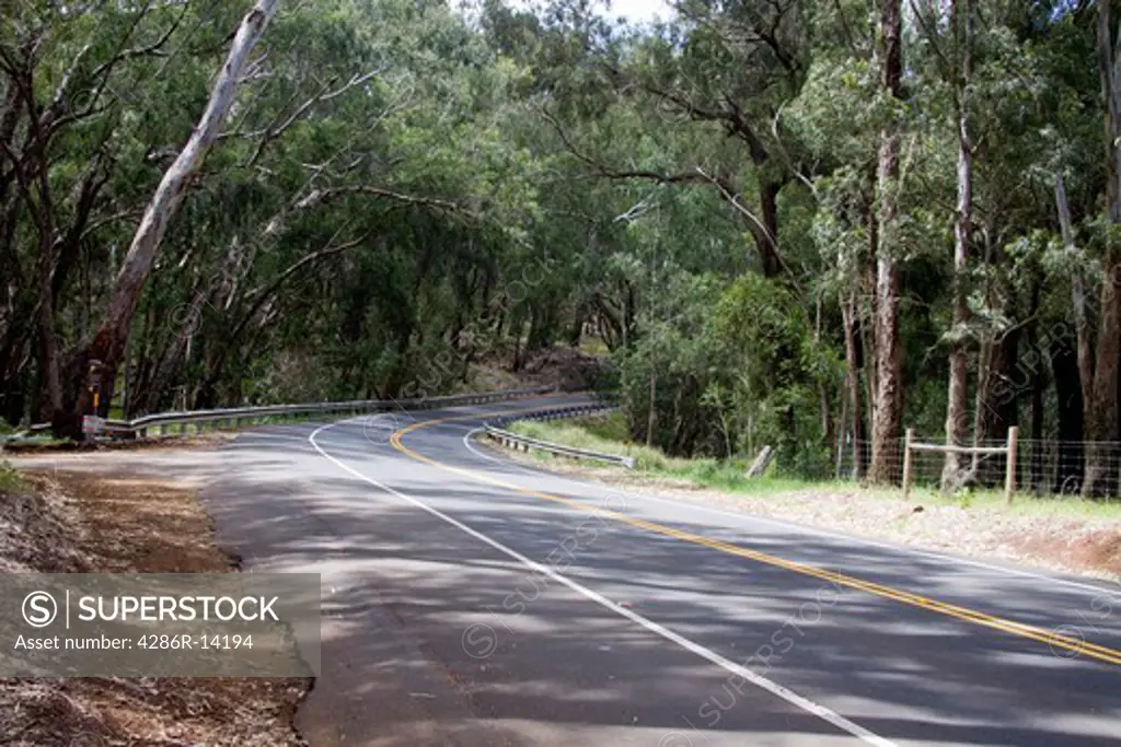 Road through Eucalyptus forest on the island of Maui