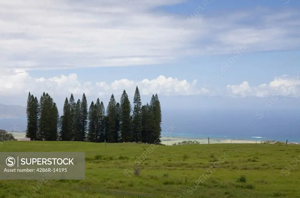 Small grove of Cook Island Pines on the lower slopes of Haleakala, looking down onto the north shore of Maui