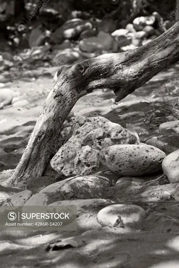 Still life nature image in subtle sepia tones. Taken on a beach in Maui