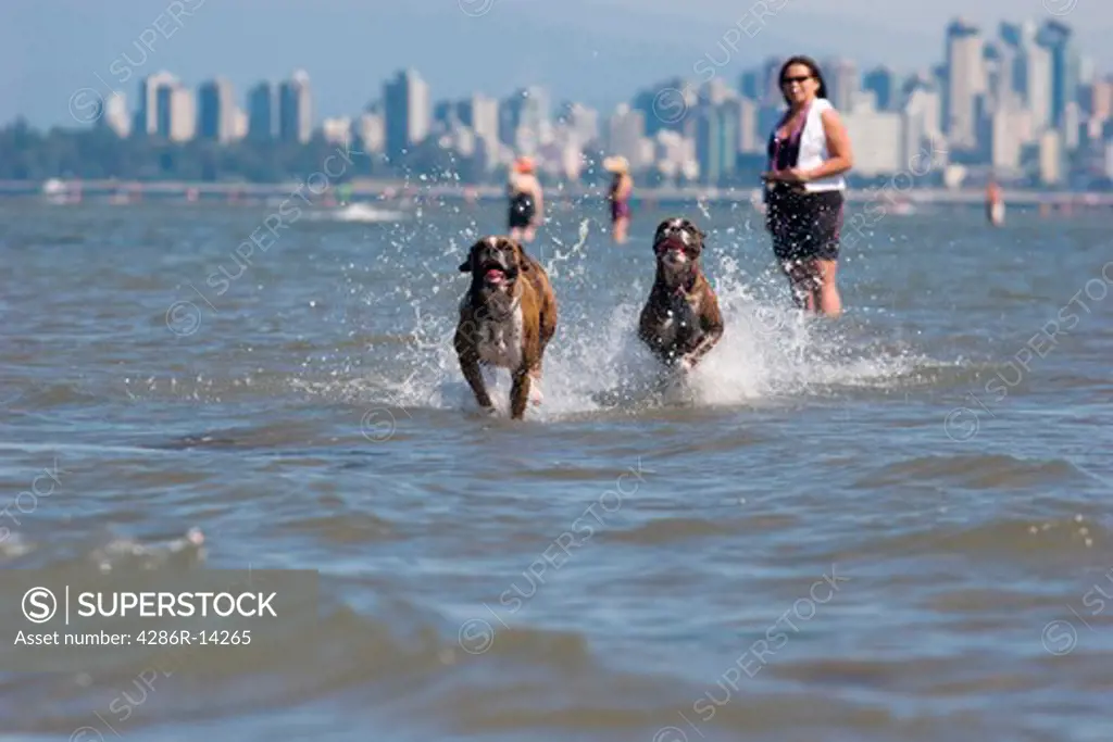 Tow Boxers running in the ocean, while owner watches. Vancouver skyline is in the background.