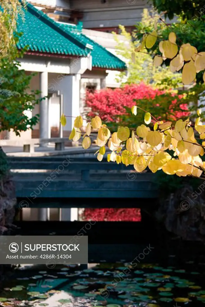 Heart Shaped leaves in fall color in front of Asian style pavillion. Dr. Sun Yat-Sen Park, Vancouver Chinatown