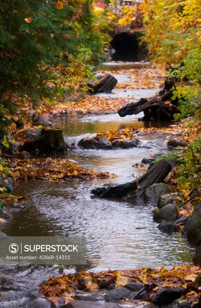 Hyde Creek in Autumn, Port Coquitlam, BC, Canada