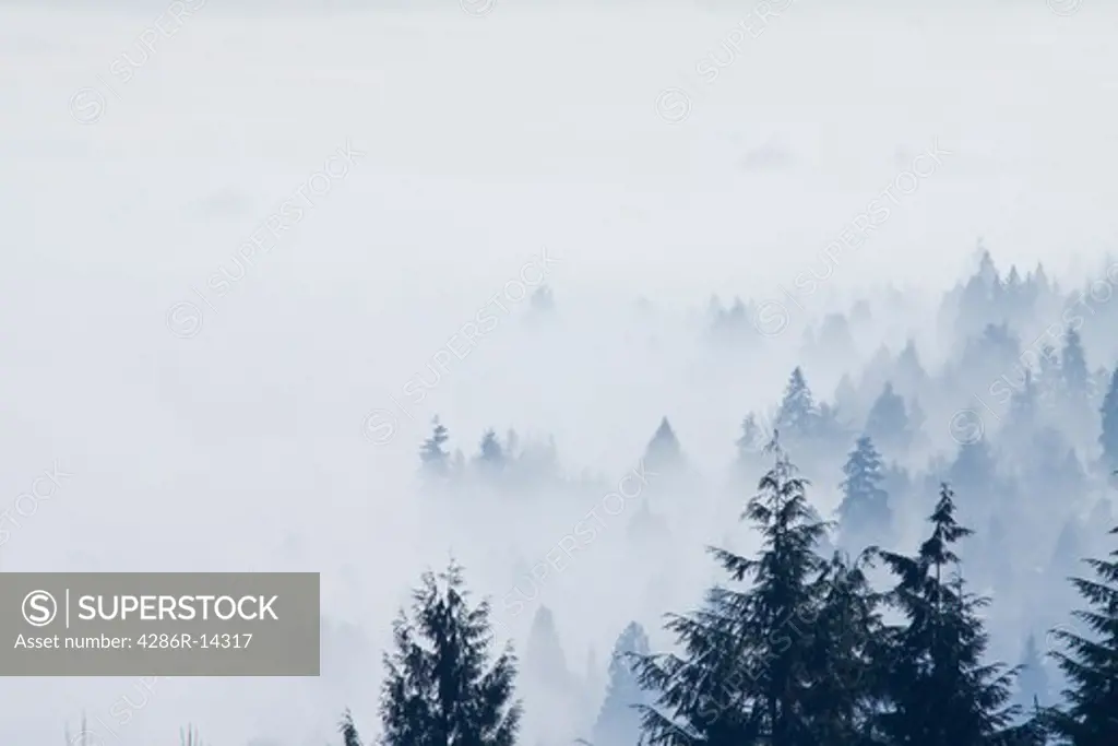 Trees shrouded in fog seen from Westwood Plateau, Coquitlam, BC, Canada