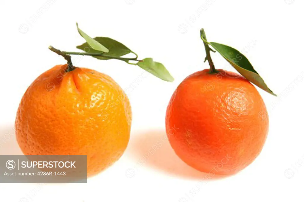 Two mandarines side by side on a white background