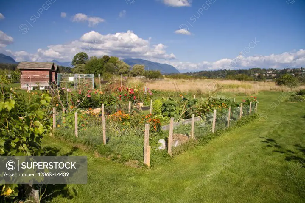 Suburban Community Garden with garden sheds, Colony Farm Regional Park, Port Coquitlam, BC, Canada