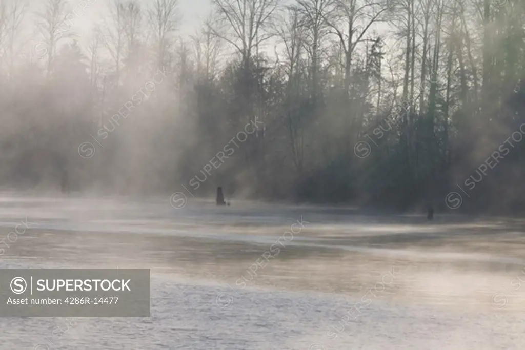 Shafts of light stream through trees and fog on the Fraser River. Port Coquitlam, BC, Canada.