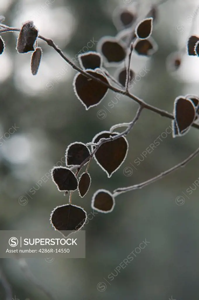 Aspens leaves outlined with frost