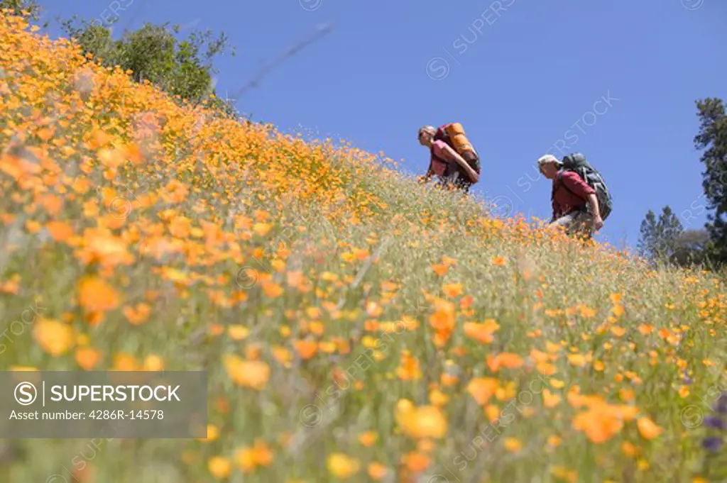 A man and woman backpacking in spring on a trail lined with flowers near Auburn, CA.