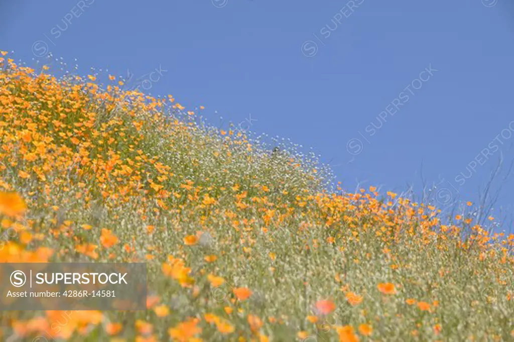 A scenic field of poppy flowers near Auburn, Ca.