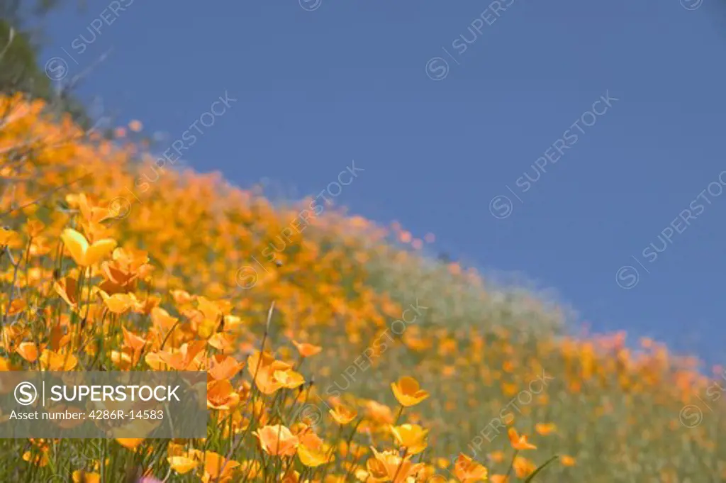 A scenic field of poppy flowers near Auburn, Ca.