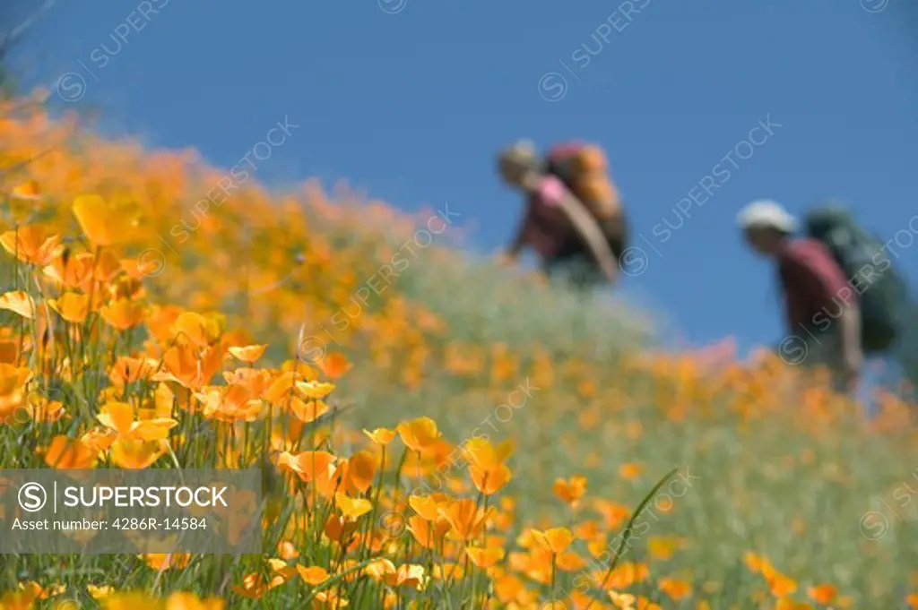 A man and woman backpacking in spring on a trail lined with flowers near Auburn, CA.